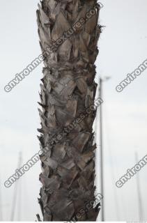 palm tree bark 0001